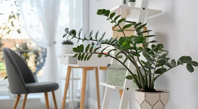 15 комнатных растений, которые привлекают деньги в дом, счастье и удачу
