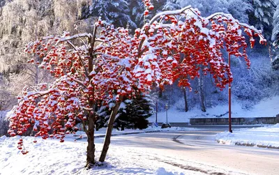 Фото Зима Рябина Природа Снег Ягоды Ветки 3840x2400