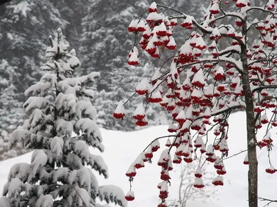 Рябина зимой (139 фото) - 139 фото