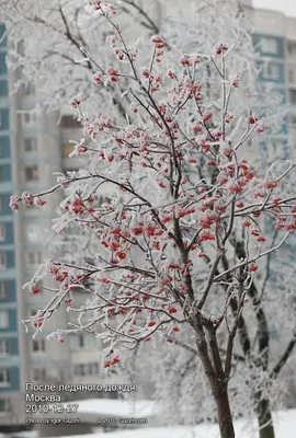 Зимняя рябина — Фото №233722