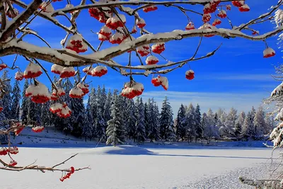 Рябина дерево зима красные ягоды в…» — создано в Шедевруме
