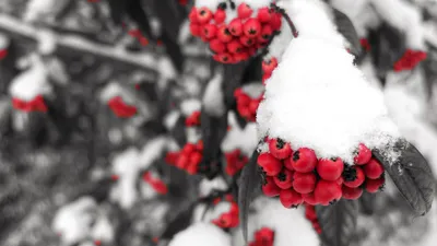 Картинка зимние Рябина Природа лес снегу Ягоды ветвь