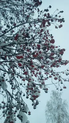 Рябина Дерево Зима - Бесплатное фото на Pixabay - Pixabay