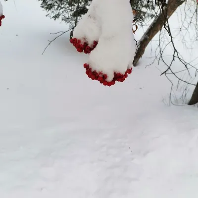 Скачать обои снег, зима, макро, ветки, ягоды разрешение 1024x768 #185145