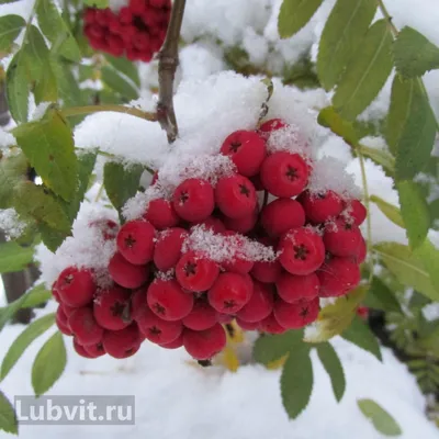 Красная рябина в зиме стоковое изображение. изображение насчитывающей  красивейшее - 36071247