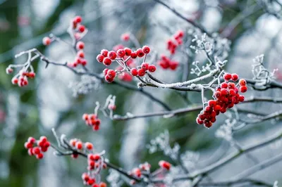 Зимой замороженные ягоды красной рябины под первым снегом. снегопад засыпал  деревья снегом. деревья в снегу. первый снег. замечательная зима. | Премиум  Фото