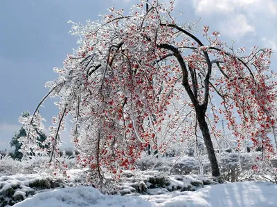 Красные ягоды рябины зимой на дереве | Премиум Фото