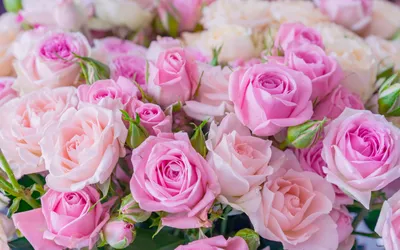 Обои розы, букет, цветы на рабочий стол