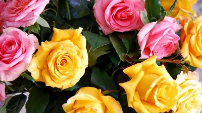 Обои розы, желтые, розовые, букет, бутоны картинки на рабочий стол, фото  скачать бесплатно