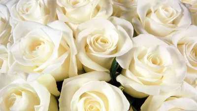 Обои Цветы Розы, обои для рабочего стола, фотографии цветы, розы, роза Обои  для рабочего стола, скачать обои картинки заставки на рабочий стол.