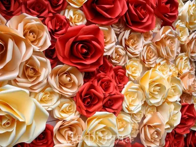 Обои \"Розы\" на рабочий стол, скачать бесплатно лучшие картинки Розы на  заставку ПК (компьютера) | mob.org
