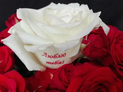 Коралловая роза в коробке с шоколадными буквами | купить коралловую розу в  коробке с шоколадными буквами