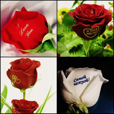 Букет М15.М1-7.13-1 Монобукет из 15 красных роз с надписью \"Любимому  учителю\" купить с доставкой в Самаре