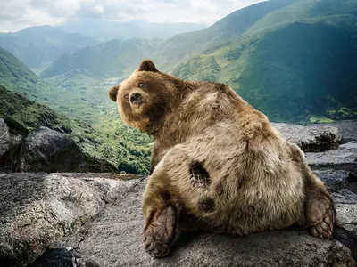 русский медведь :: tatiana rastorgyeva – Социальная сеть ФотоКто