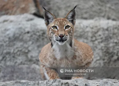 Рысь, найденную в подвале Семея, убили хищники в биоцентре - 01.02.2020,  Sputnik Казахстан