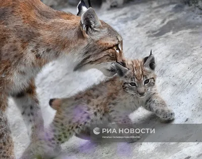 Вывезенная в лес рысь оказалась домашней. Хозяин ищет свою старушку Дашу! -  Новости Тулы и области - MySlo.ru