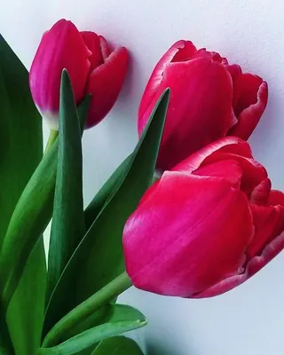 Instagram нараспашку 8 марта: много цветов, сладости и домашние животные /  Фотографии из соцсетей / Новости на Чепецк.RU