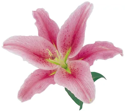 Что значит лилия на языке цветов | Значение цветка лилии | Блог Семицветик