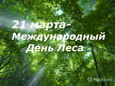 Поздравляем с Днем работника леса! — Луганский государственный аграрный  университет