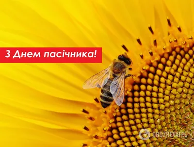Kyrgyz. honey - Праздник пчеловода!!! Праздник людей и пчёл что дарят нам  радость вкусного мёда!!!!🐝🐝🐝🍯🍯🍯 | Facebook