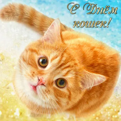 Открытки открытка с днём кошек 1 марта картинка на день кошек 1 марта