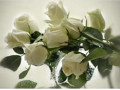 Картинки с днем рождения белые розы - 82 фото