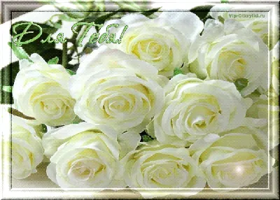 Поздравления с днем рождения белые розы - фото и картинки abrakadabra.fun