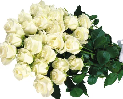 Открытки для женщины с днем рождения с цветами - белыми розами.  Трогательная картинка с Дне рождения.