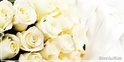 С днем рождения белые розы красивые - 73 фото