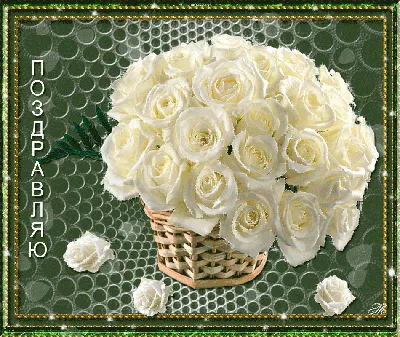 Красивые белые розы на день рождение - лучшее качество