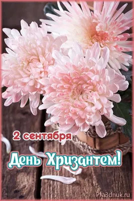 19 сиреневых шарообразных хризантем за 9 890 руб. | Бесплатная доставка  цветов по Москве