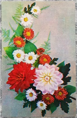 Мягкие розовые хризантемы и с днем рождения плакат красивейшие цветки  Карточка с букетом весны Поздравительая открытка ко дню рож Стоковое Фото -  изображение насчитывающей приветствие, знамена: 114727192