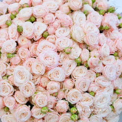 Открытка - розовые розы доченьке на День рождения