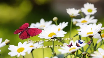 Открытка Русский дизайн \"С Днем Рождения!\", красные розы и ромашки 2, А5 -  ProfitPro