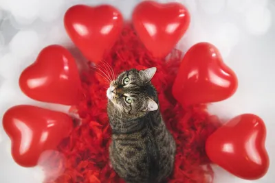 День святого Валентина — поздравления, стихи, открытки для девушки на 14  февраля / NV