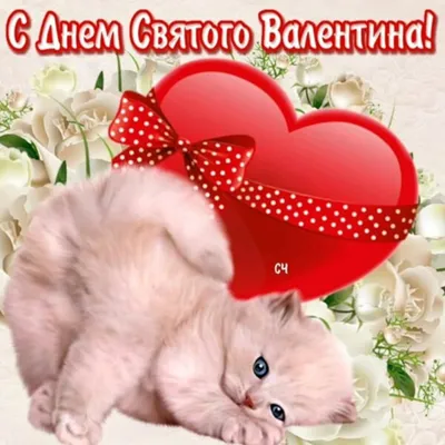 День святого Валентина сильной и независимой..кошки | Пикабу
