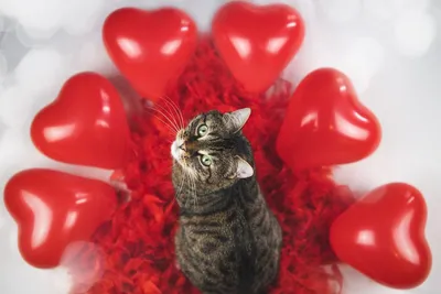 День святого Валентина — поздравления, стихи, открытки для девушки на 14  февраля / NV