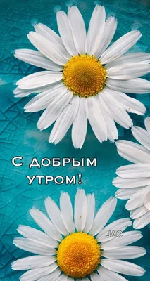 Pin by Ольга on Доброе утро! | Daisy wallpaper, Flower iphone wallpaper,  Flower backgrounds