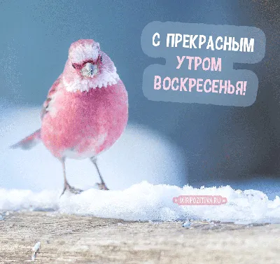 открытки с добрым утром с пением птиц｜Поиск в TikTok