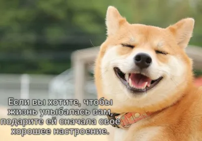 Собака-улыбака: начни свой день с улыбки. Фотоподборка в помощь |  Удивительный мир | Дзен