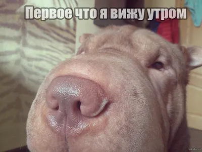 Спасите Собаку - С добрым утром, дорогие собачники и кошатники! )) |  Facebook