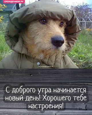 Открытка \"С добрым утром\" со смешной собакой в куртке на даче • Аудио от  Путина, голосовые, музыкальные
