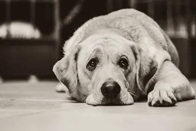 Вислоухая собака с грустными глазами - 66 фото