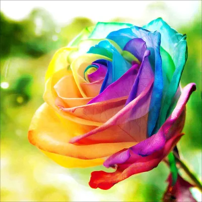 очень красивые яркие цветы - ePuzzle фотоголоволомка