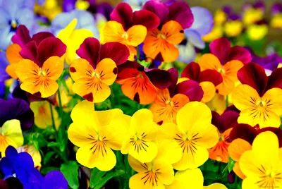 Красивый яркий букет цветов - 72 фото