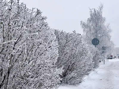 Снежный лес зимой зимний пейзаж с елями в солнечном свете в канаде или сша  | Премиум Фото