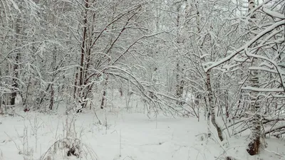 Зимний лес снежные таежные холмы Красивая красивая природа России. Тайга  зимой. Холодная снежная пасмурная погода стоковое фото ©zozulya86 331274928