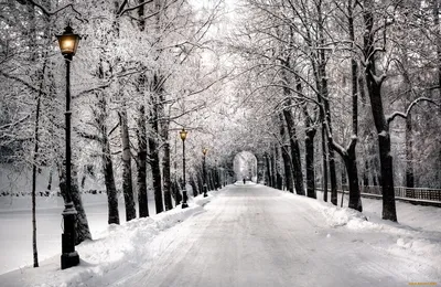 зима на зимней дороге с заснеженными деревьями Фон Обои Изображение для  бесплатной загрузки - Pngtree