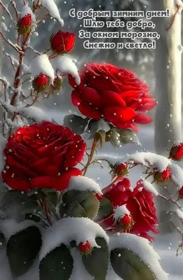 поздравления с хорошим зимним днем пожелания хорошие｜Поиск в TikTok