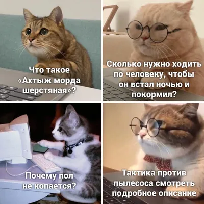 Что гуглят котики | Пикабу